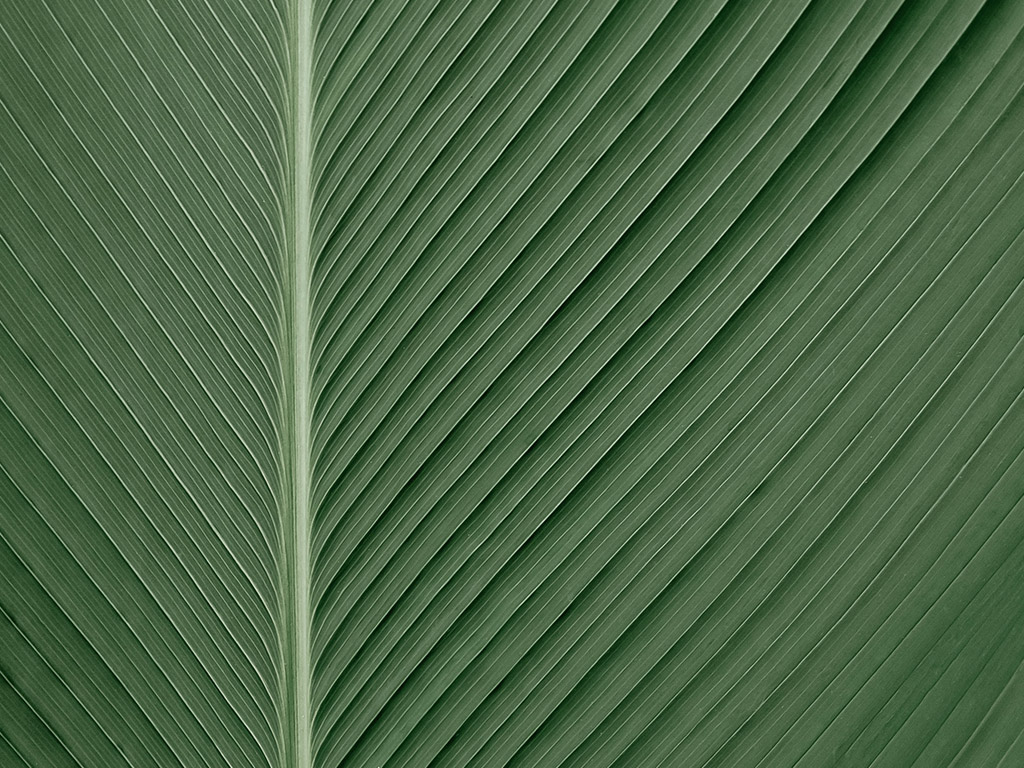 Photo leaf